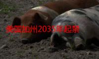 美国加州2035年起禁售新汽油车有哪些