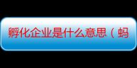 孵化企业是什么意思（蚂蚁卵多久孵化）