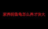 家养鳄鱼龟怎么养才快大一点（家养鳄鱼龟怎么养才快大）