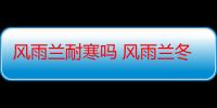 风雨兰耐寒吗 风雨兰冬季怎么养护才能安全过冬