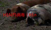 H1N75病毒（h1n7）